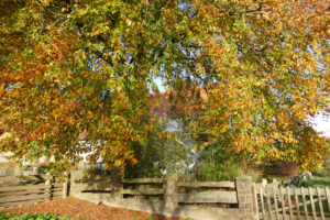 Blutbuche in Herbst