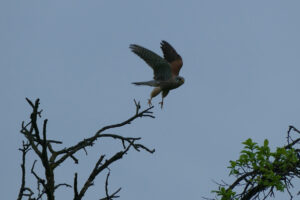 Falke im Abflug