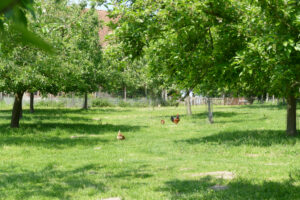 Hühner auf der Obstwiese